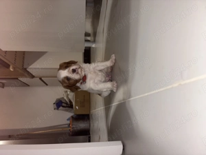 Vând Cavalier King Charles Spinel băiețel  - imagine 4