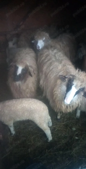 Oi de vânzare  - imagine 5