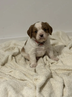 Vând Cavalier King Charles Spinel băiețel 