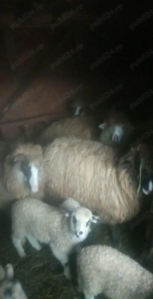 Oi de vânzare  - imagine 4