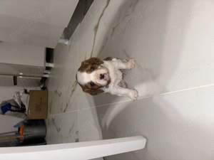 Vând Cavalier King Charles Spinel băiețel  - imagine 3