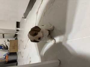 Vând Cavalier King Charles Spinel băiețel  - imagine 2