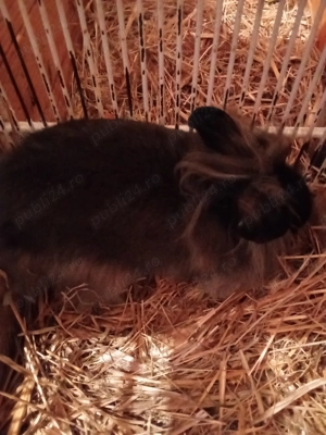 Vând iepuri cap de leu - imagine 3