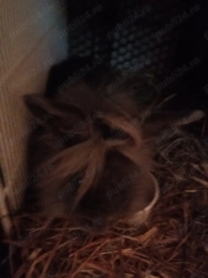 Vând iepuri cap de leu - imagine 4