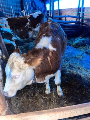 Vînd juninca 1 an si o luna  - imagine 4