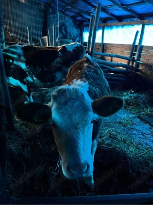 Vînd juninca 1 an si o luna  - imagine 3