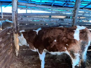 Vînd juninca 1 an si o luna  - imagine 2