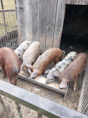 şoldani de vînzare