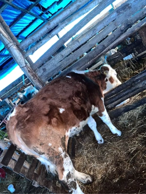 Vînd juninca 1 an si o luna  - imagine 5