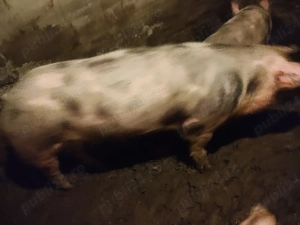 vind purcica  - imagine 2