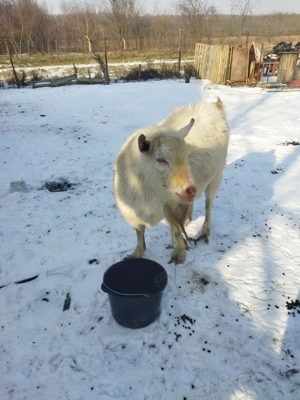 Țap de vînzare  - imagine 4