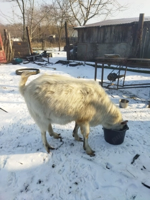 Țap de vînzare  - imagine 5