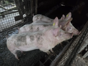 Porci de vanzare  - imagine 2