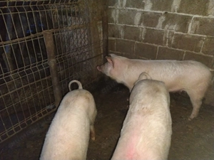 Porci grăsuni la 70-80 kg - imagine 4