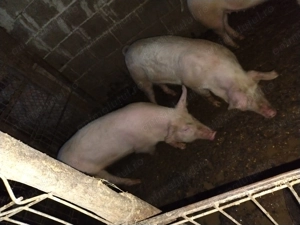 Porci grăsuni la 70-80 kg - imagine 2