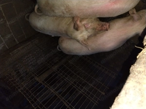 Porci grăsuni la 70-80 kg - imagine 3