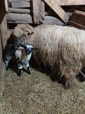 Vând oaia cu mieluța sau schimb cu capre gestante 