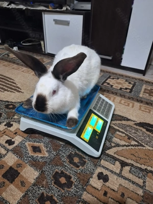 Urias de Transilvania  - imagine 2