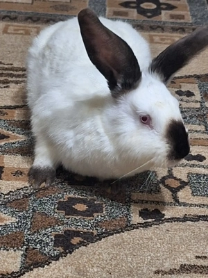 Urias de Transilvania 