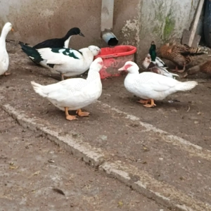 Vand rate si gaste - imagine 5