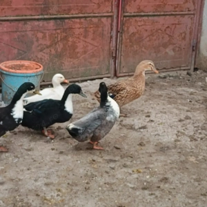 Vand rate si gaste - imagine 4