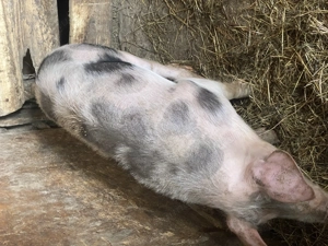 Vând sau schimb! - imagine 4