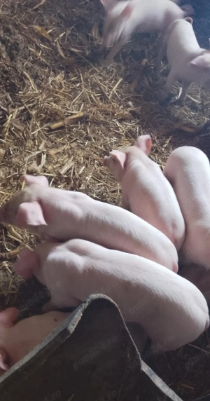 purcei landrace  - imagine 3