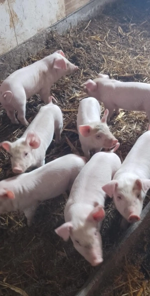 purcei landrace  - imagine 4