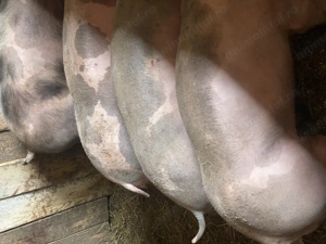 Vând sau schimb! - imagine 2