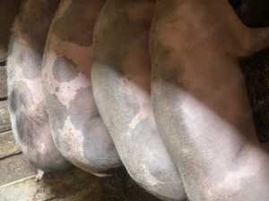 Vând sau schimb! - imagine 3