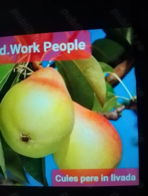 Angajam cupluri la cules de pere 