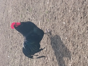 Vind cocoși australorp. 