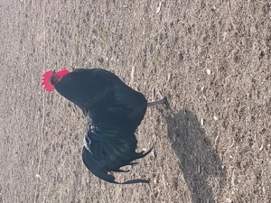 Vind cocoși australorp.  - imagine 2