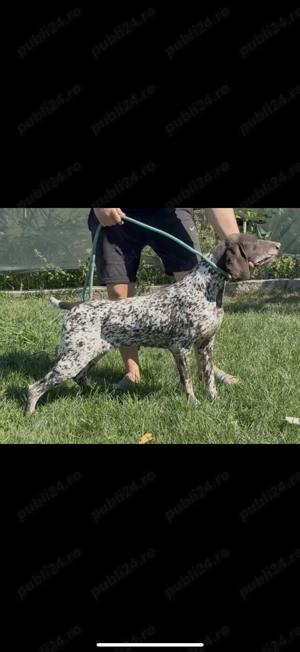 Brac German cu Pedigree - imagine 3