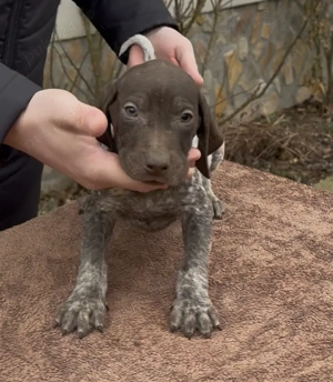 Brac German cu Pedigree