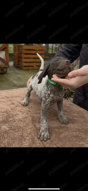 Brac German cu Pedigree - imagine 2