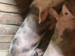 Vând sau schimb! - imagine 5