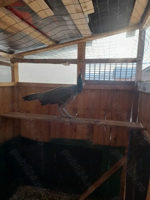 vând  femelă păun - imagine 2