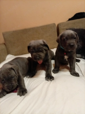 Vând pui de Canecorso Blue - imagine 3