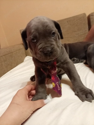 Vând pui de Canecorso Blue - imagine 2