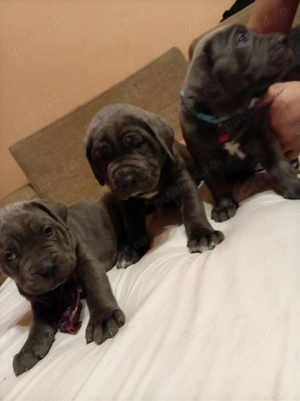 Vând pui de Canecorso Blue