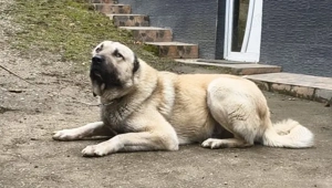 Vând exemplare rasa Kangal - imagine 2