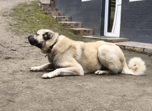 Vând exemplare rasa Kangal - imagine 3