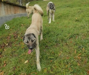 Vând exemplare rasa Kangal - imagine 4