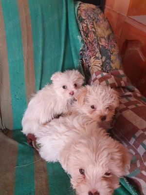 Bichon Maltez - imagine 2