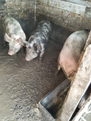 De vînzare 2 scrofițe 