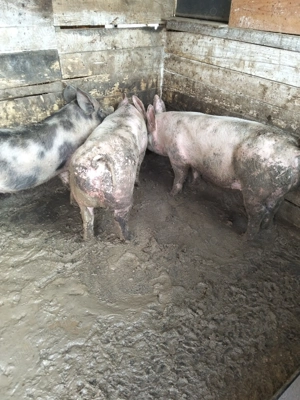 De vînzare 2 scrofițe  - imagine 2