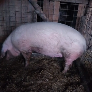 Scroafa de taiat - imagine 2