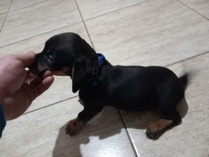 Cățel teckel negru cu pete de foc (tekel,Dachshund,techel - imagine 2