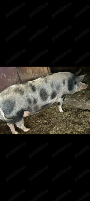 Vand porci si purcea.